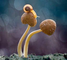 在线轰炸电话网页版免费测试